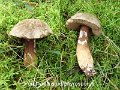 Porphyrellus porphyrosporus-amf337-2